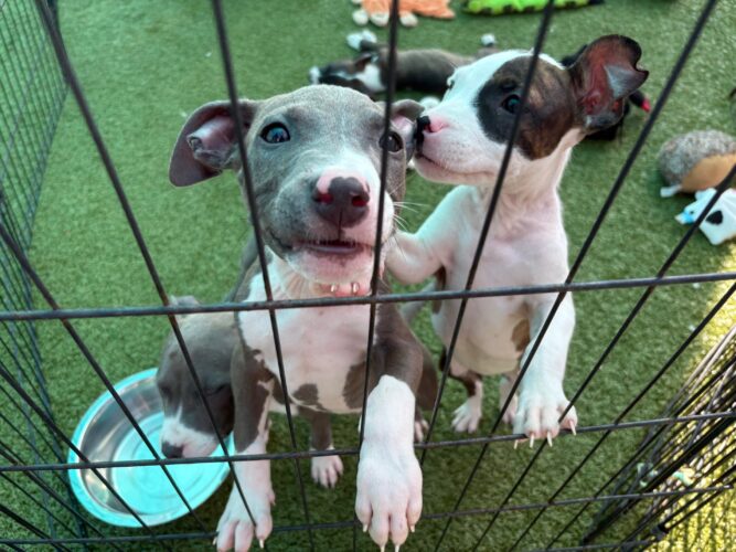 UPDATED: Puppies removed from hot garage now looking for fur-ever homes